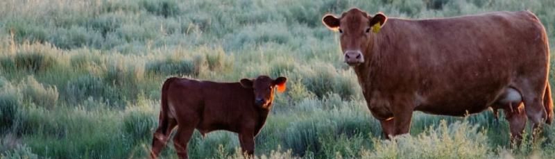 Sustainable Beef 2 Calf with ear tag standing by mother cow in field