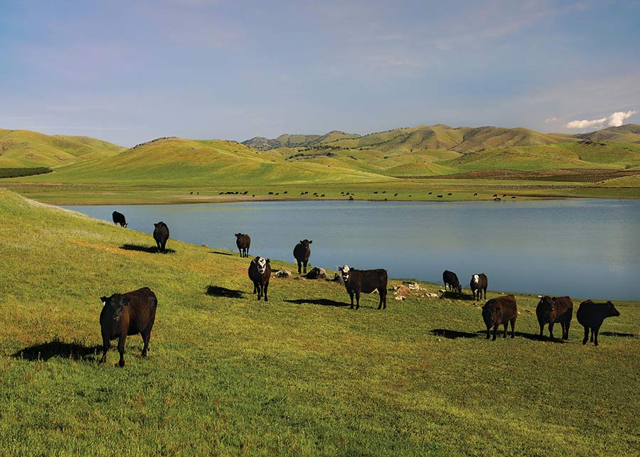 04222020a_cattle Cattle on pasturelands with fresh water lake and green rolling hills