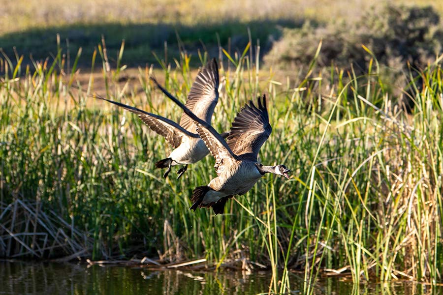 04222020b_Waterfoul Waterfoul preparing to land on pond