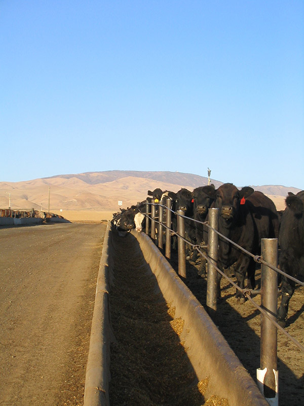 04222020c_FEEDLOT Feed lot with Black Angus cattle